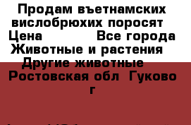 Продам въетнамских вислобрюхих поросят › Цена ­ 2 500 - Все города Животные и растения » Другие животные   . Ростовская обл.,Гуково г.